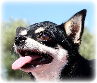 Étalon Chihuahua - Black lola cheeky chi's