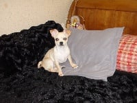Étalon Chihuahua - Glamour de nottingley