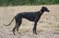 Étalon Greyhound - F'nina De Bassora