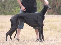 Étalon Greyhound - Dounia ad honores Des légendes du moyen age