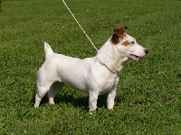 Étalon Jack Russell Terrier - Esterelle bois du frêne