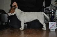 Étalon Jack Russell Terrier - Enjie du pont du riot d'Esnes