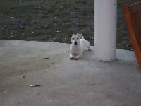 Étalon Jack Russell Terrier - Elys (Sans Affixe)
