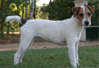 Étalon Jack Russell Terrier - Dare dare du Bois des Carnutes