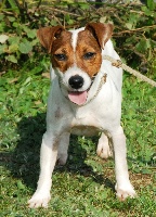 Étalon Jack Russell Terrier - Douelle du Bois des Carnutes