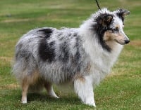 Étalon Shetland Sheepdog - Ferole De goazilec