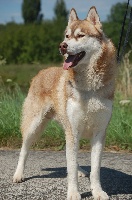 Étalon Siberian Husky - Born of blaze timeless Of pack-ice wolves