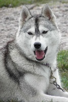 Étalon Siberian Husky - Extreme de L'Igloo des Sables