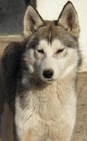 Étalon Siberian Husky - Frenka de L'Igloo des Sables
