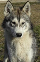 Étalon Siberian Husky - Falynn de L'Igloo des Sables
