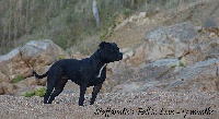 Étalon Staffordshire Bull Terrier - Staffanatic's Fall in love