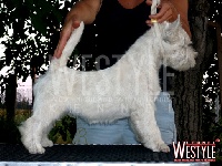 Étalon West Highland White Terrier - English muffin of westyle