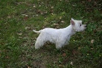 Étalon West Highland White Terrier - Diva des P'tibétains