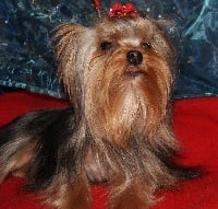 Étalon Yorkshire Terrier - Early james of Meadow Cottage