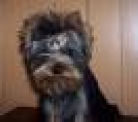 Étalon Yorkshire Terrier - Folle de toi de la légende des trolls