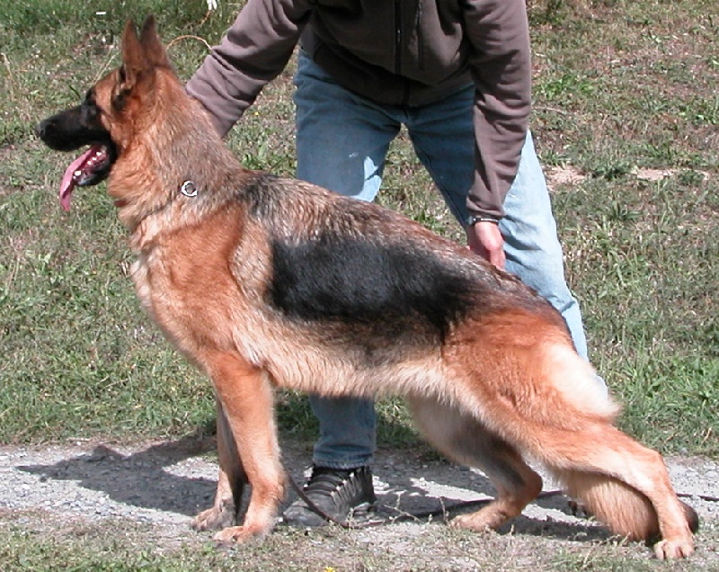 Chien Elevage Du Méolion eleveur de chiens Berger