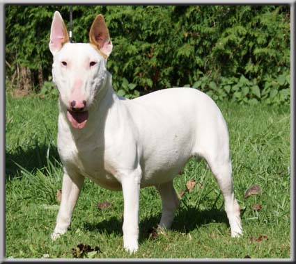 Félicie Du Grand Molosse Chien De Race Toutes Races En Tous