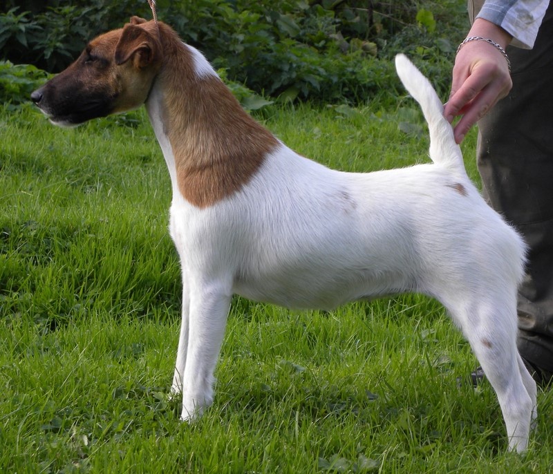 Fox-terrier à poil lisse : Caractère, éducation & santé