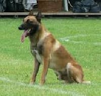 E Red Bull Du Banc Des Hermelles Chien De Race Toutes Races En Tous Departements France Inscrit Sur Chiens De France