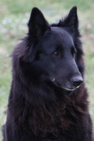 Étalon Berger Belge - Barie-black des loups de la forêt sacrée