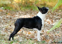 Étalon Boston Terrier - CH. lonestar's A girl's gotta rock at bois clerbault