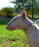 Étalon Bull Terrier - Eragone des déesses éternelles