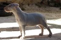 Étalon Bull Terrier - Galavardiso lou Prouvencaou