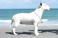 Étalon Bull Terrier - Amjel flying delorean Censored
