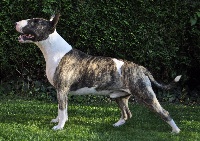 Étalon Bull Terrier - Esteban de la Tribu d'Urvi