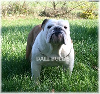 Étalon Bulldog Anglais - Funny golden girl of Dali Bull's