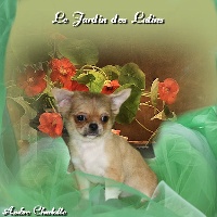 Étalon Chihuahua - helikos Caramel'ka laky star