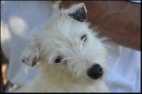 Étalon Jack Russell Terrier - Frimeuse du Domaine de la Clairiere aux Loups