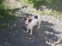 Étalon Jack Russell Terrier - Flora de la pinkinerie