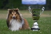 Étalon Shetland Sheepdog - Destiny gold Du Grand Champ D' Aubertans