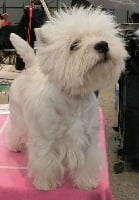 Étalon West Highland White Terrier - CH. Shining star  superbia