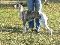 Étalon Whippet - Olympic Star Fantasio