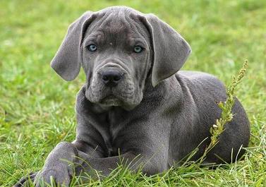 Gandhi Del Emperio Di Templio Chien De Race Toutes Races En