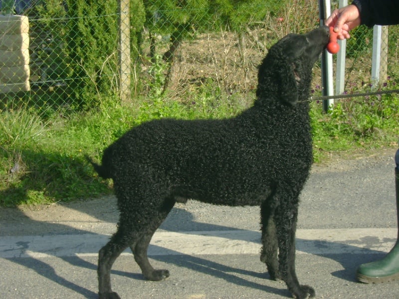 Les Curly Coated Retriever de l'affixe   Du pays fort