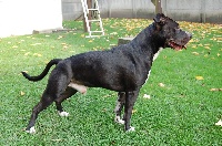 Étalon American Staffordshire Terrier - Dzeus (Sans Affixe)