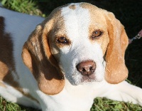 Étalon Beagle - E'lily Du haut de crecy