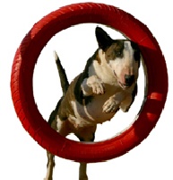 Étalon Bull Terrier - CH. Trick or treat Thousand yard stare