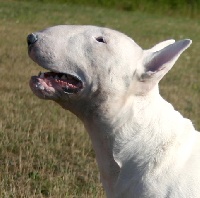 Étalon Bull Terrier - CH. Trick or treat Erase and rewind