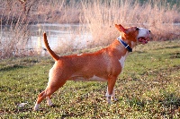 Étalon Bull Terrier - Dolce lux du grand Molosse