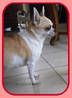 Étalon Chihuahua - El star du clocher d'enfer