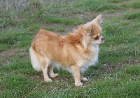 Étalon Chihuahua - Brooklyn Des Sylphes de l'Ataraxie