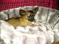 Étalon Chihuahua - Gaufrette des lutins malins