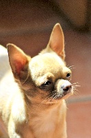 Étalon Chihuahua - Ferrero (Sans Affixe)
