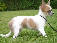 Étalon Chihuahua - Gomette du domaine de Lady