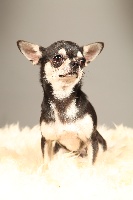Étalon Chihuahua - Féraud Chic's And Co