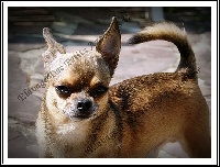 Étalon Chihuahua - Fanjo du joyaux tsangpo